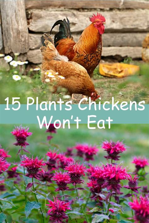 plants chickens wont eat|15 Chicken.